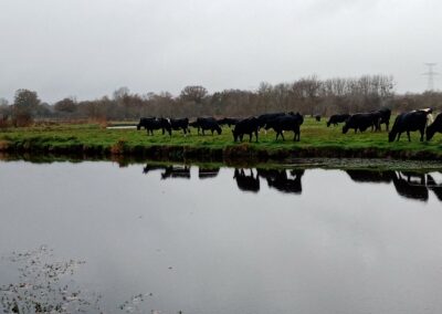 Le marais du Brivet, un espace aménagé pour l'élevage dès le 18e siècle